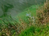 DSCF7086