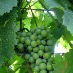 grapebunch