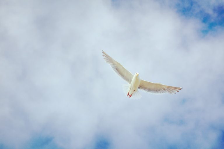 Archbishop Eamon Martin’s homily and World Day of Peace message for New Year’s Day
